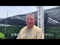 令和初の皇室献上茶園で茶摘み体験 u0026製茶工場見学 川根 _vlog 5_tea picking experience u0026 tea factory tour in the royal farm