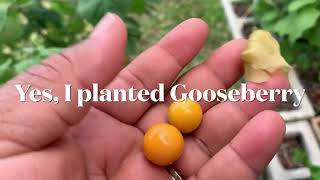 Growing Cape Gooseberry in my Garden | South Florida Garden