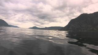 Grindhvaler i Volda. Pilot whale in Volda