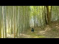 茨城県常総市の竹林（bamboo grove in joso city ibaraki）～relaxing sounds and videos～