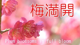 梅満開　山田池公園　2021 大阪府枚方市   Plum blossoms in full bloom Yamadaike Park