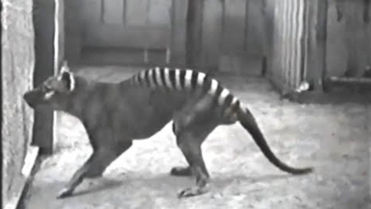 10 Rare Videos Of Extinct Animals Youtube