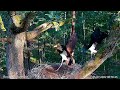 Dwukrotny atak jastrzębia na bociany w Bolewicach / Two hawk attacks on storks in Bolewice