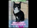 @plusde24 動物保護団体ヨンナナ 譲渡会 保護犬 保護猫 ありがとうございました