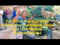 Cek harga bahan bonsai di pak lasdri bonsai pendongkel alasan poll murah diwe  wa 083852886116