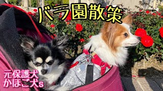 バラ公園をスマートに散策する。[元保護犬チワワとパピヨンのかほご犬s]