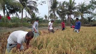 কৃষক বাঁচলে বাঁচবে দেশ