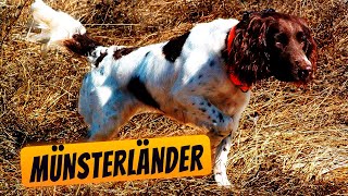 Münsterländer - a devoted friend and smart assistant in hunting