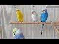 セキセイインコ♪朝のさえずり♪ピヨピヨ ^^ budgies chirping