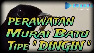 TIPS PERAWATAN MURAI BATU TIPE DINGIN💯