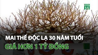 Cây mai thế độc lạ 30 năm tuổi có giá hơn 1 tỷ đồng | VTC14