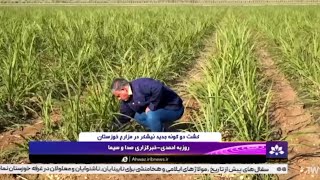 کشت دو گونه جدید نیشکر در مزارع \