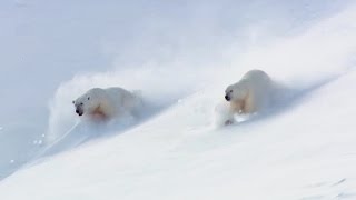 Adult Polar Bears 'Flirting' with Each Other | Animal Attraction | BBC Earth