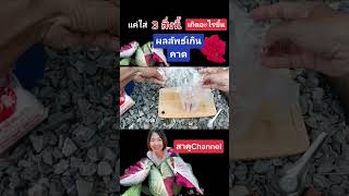 ผลลัพธ์เกินคาดแค่ใส่ 3 สิ่งนี้ พืชผัก โตเร็วมาก สาคู Channel