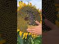 sunflower seeds harvest by S1V2