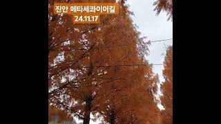 #진안고원#메타세콰이어길#진안 24.11.17  낙엽비가 내렸다 환상적이었다