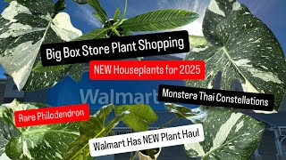 Big Box Store Plant Shopping NEW RARE Houseplants 2025 How to get  FREE Monstera Thai Constellation