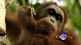 The Bornean Orangutans