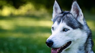 The Enchanting Interactions Between Huskies and Baby Animals