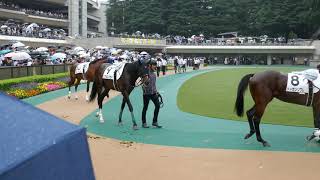 2019.6.22東京競馬5Ｒ　パドック