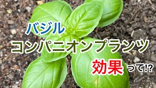 バジルのコンパニオンプランツ  Vegetable seedlings suitable for basil