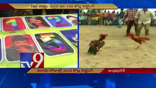 Sankranthi bird fights || Some turn millionaires, others paupers - TV9 Live