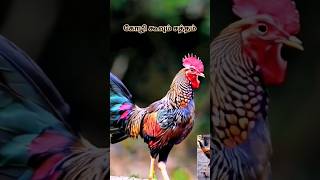 சேவல் கூவும் சத்தம் rooster crowing sound #chicken #rooster #shorts