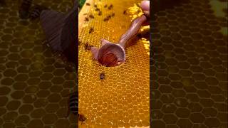 Collecting Fresh Honey with a Cup \u0026 Wooden Spoon 🍯 #trending #shorts #satisfying