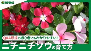 ☘87：ニチニチソウの育て方｜立ち枯れ病の対策は？水やりや肥料の与え方、日々の管理方法もご紹介【PlantiaQ\u0026A】植物の情報、育て方をQ\u0026A形式でご紹介