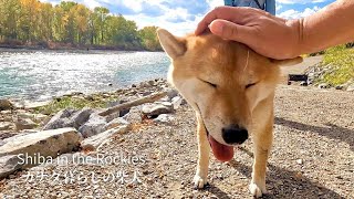 ヘビハンターの才能を開花させた柴犬が誇らしげで可愛い【4K】カナダ海外生活