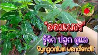 ออมเพชร ต้นไม้ฟอกอากาศ เงินไหลมา syngonium wendlandii ไม้ประดับใบสวย น่าปลูก/เล่าสู่อู้กำเมือง