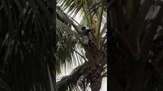 MAKING TUBA, COCONUT WINE AND VINEGAR