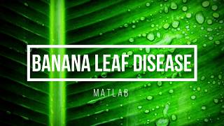 Banana Leaf Disease detection using Deep Learning - Matlab