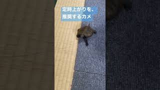 定時ぴったりガメ　#イシガメ #cuteanimals #華金