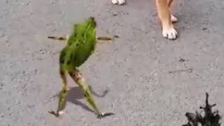Genda phool~frog dance~