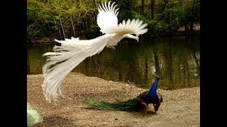 The Most Beautiful Rears Top 41 White Peacock Birds In The World Right Now Trends