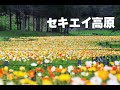 【ポケモンhgss】セキエイ高原 bgm 1時間耐久