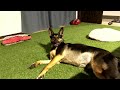 シェパード犬、食後はいつも芝生でうねうね体操【german shepherd】 my dog always gets exercise after eating