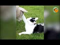 farm cat visits his sheep friends every day cuddle buddies