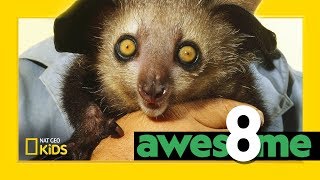 Weird But Wonderful Animals | Awesome 8