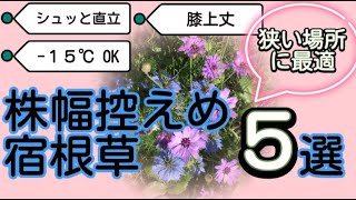 【株幅控えめ！ 狭い場所に最適な宿根草 ５選！】寒冷地の味方 コンパクト　　シュッと直立　中型宿根草　ガーデニング　初心者　寒冷地