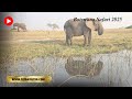 Our Botswana Adventure | Pangolin Photo Safari with Nomadasaurus Tours in Chobe National Park
