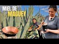 ASÍ SE EXTRAE EL AGUAMIEL Y MIEL DE MAGUEY