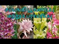 சம்பங்கி பூ வளர்ப்பு / How to grow Tuberose in Tamil