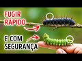 Curiosidades divertidas sobre o mundo para transformá-lo em uma enciclopédia humana