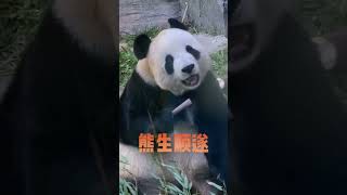 #熊猫 #panda 好样的飞云搞了一个上午终于出来了，祝你生日快乐，飞云。