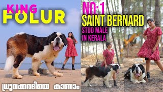 Saint Bernard Top Quality Male || JBrox Farm