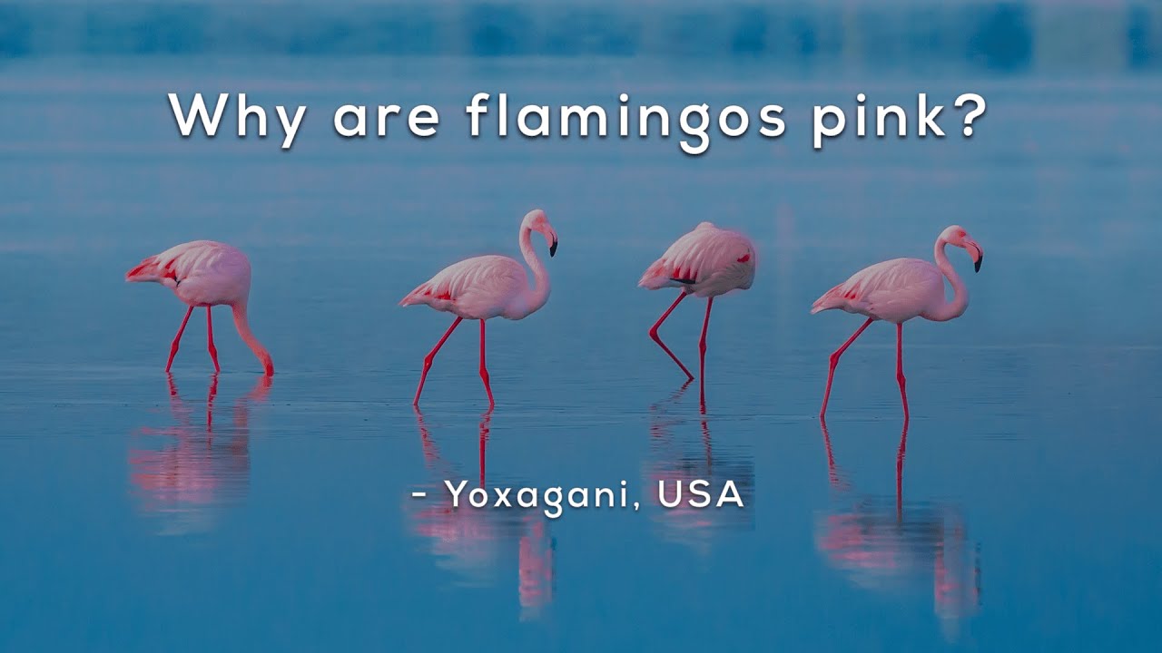 Why Are Flamingos Pink Youtube
