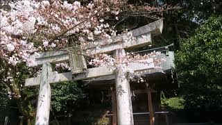 平成３０年３月２４日　梅と桜　中島神社