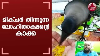 The story of an intriguing friendship between Lohithakshan and a Crow | Peruvallur, Malappuram